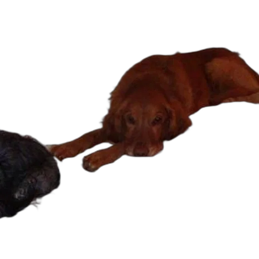 staff, animal, photorealistic, 3d render transparent PNG cut-out