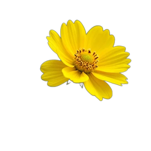 flower, crown, jewelry, staff transparent PNG cut-out