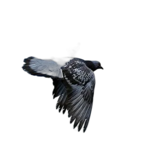 animal, creature, staff, hair transparent PNG cut-out