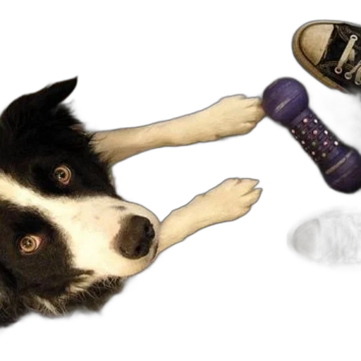 shoes, animal, creature, staff transparent PNG cut-out