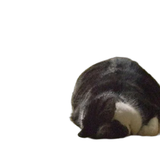 hair, hat, animal, creature transparent PNG cut-out