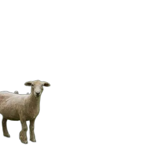 animal, creature, food, furniture transparent PNG cut-out