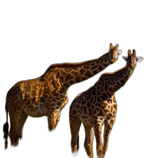 animal, creature, staff, jewelry transparent PNG cut-out
