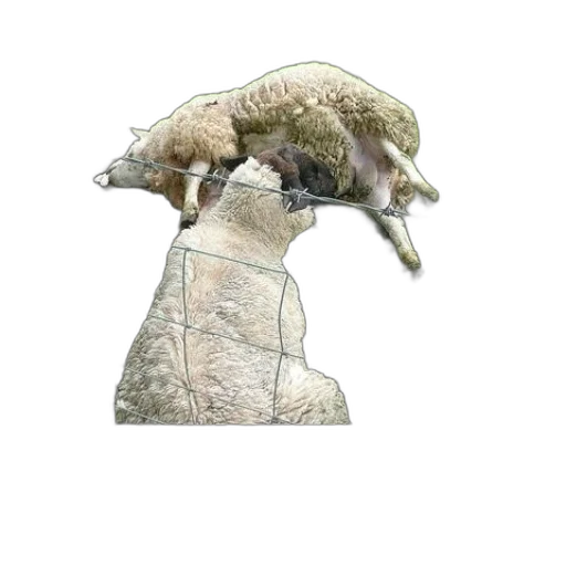 hat, animal, weapon, staff transparent PNG cut-out