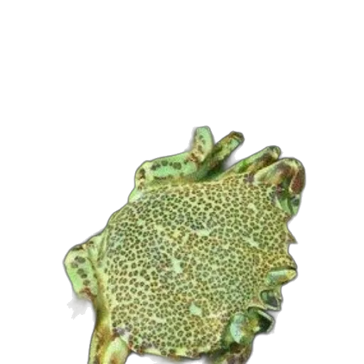 crown, jewelry, staff, flower transparent PNG cut-out