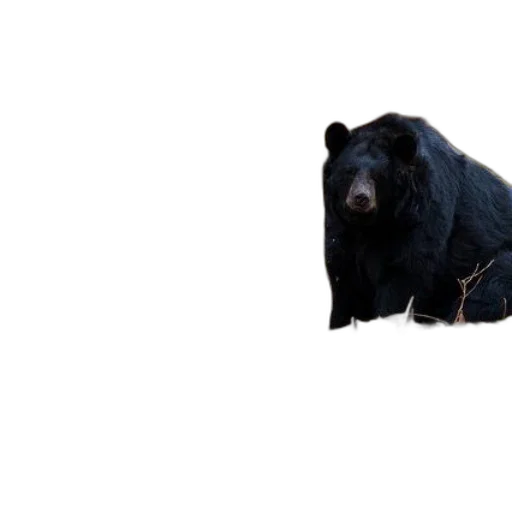 animal, creature, food, face transparent PNG cut-out