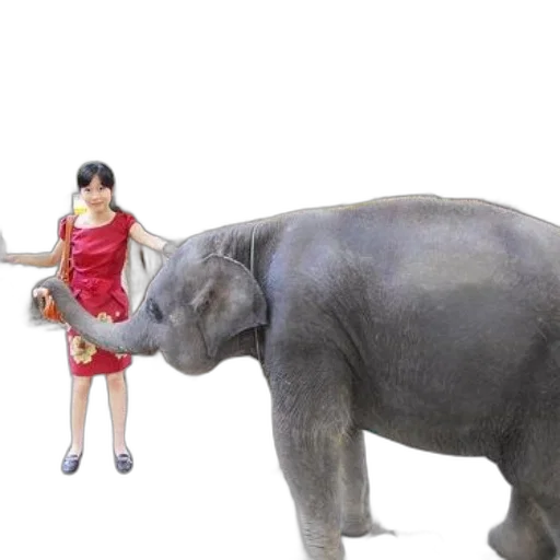 animal, creature, 3d render, photorealistic transparent PNG cut-out