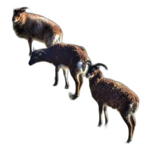animal, creature, staff, hair transparent PNG cut-out