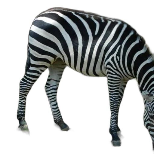 animal, creature, robot, weapon transparent PNG cut-out