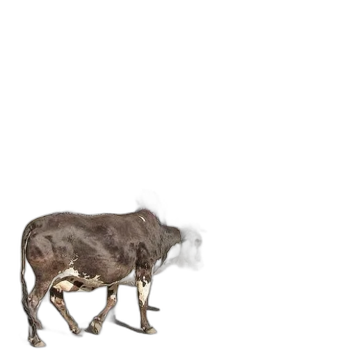 animal, creature, food, weapon transparent PNG cut-out