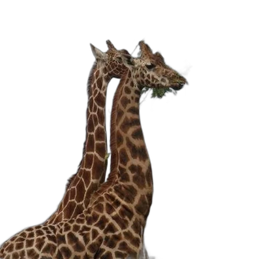 animal, creature, hat, shoes transparent PNG cut-out