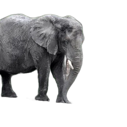 animal, creature, weapon, photorealistic transparent PNG cut-out