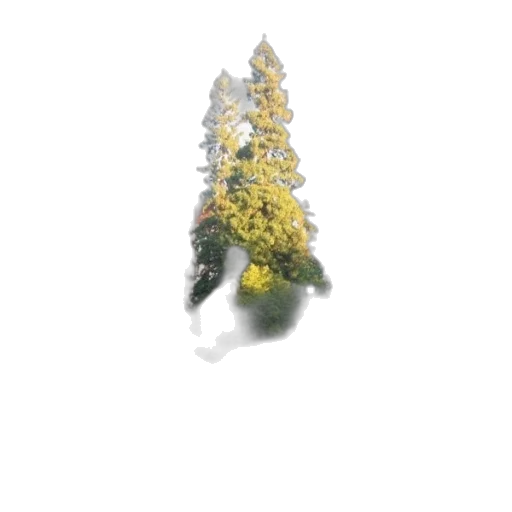 flower, tree, crown, staff transparent PNG cut-out
