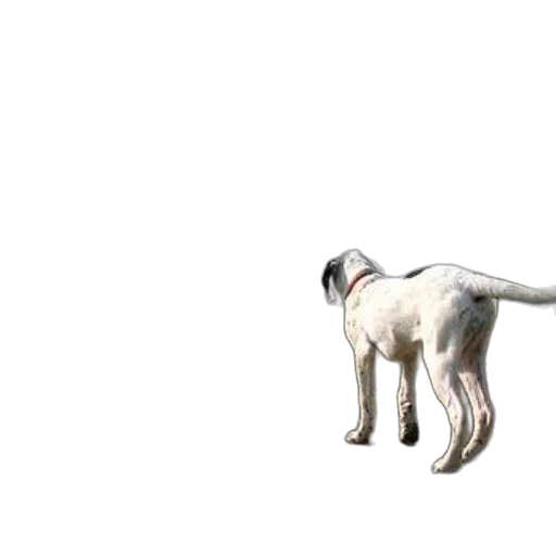 animal, creature, dragon, staff transparent PNG cut-out