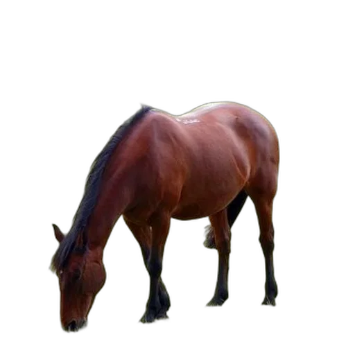 animal, creature, staff, crown transparent PNG cut-out