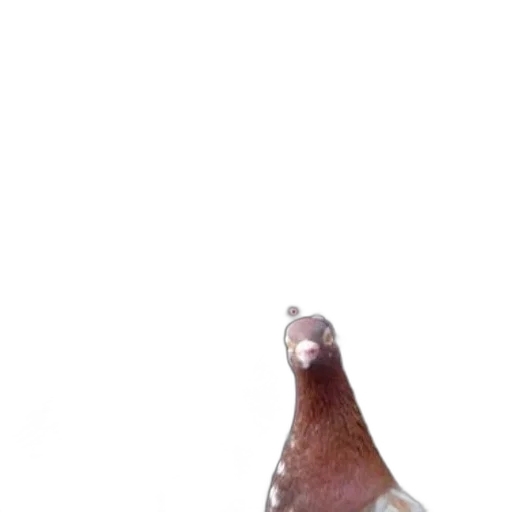 bottle, animal, staff, jewelry transparent PNG cut-out
