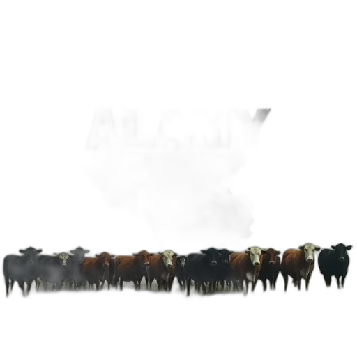 animal, staff, weapon, furniture transparent PNG cut-out