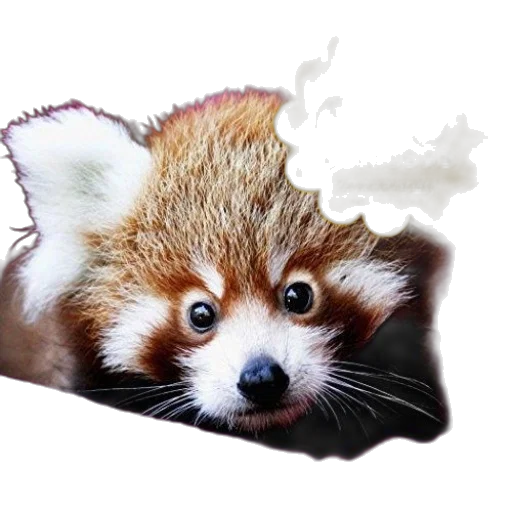 animal, creature, weapon, staff transparent PNG cut-out