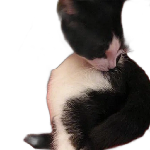 animal, creature, hair, staff transparent PNG cut-out