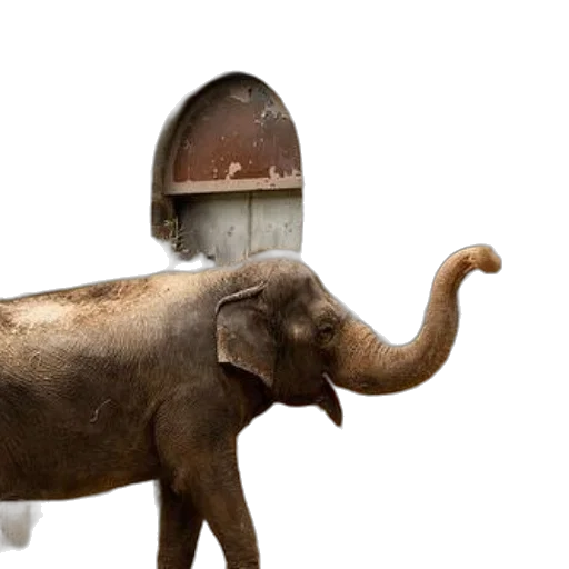 animal, robot, hat, creature transparent PNG cut-out