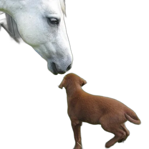 animal, creature, staff, photorealistic transparent PNG cut-out