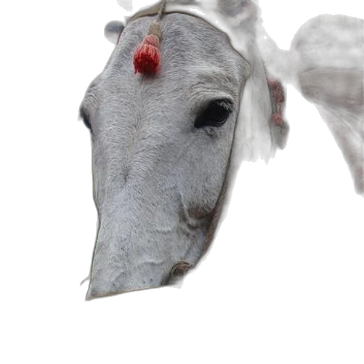animal, mask, creature, hat transparent PNG cut-out