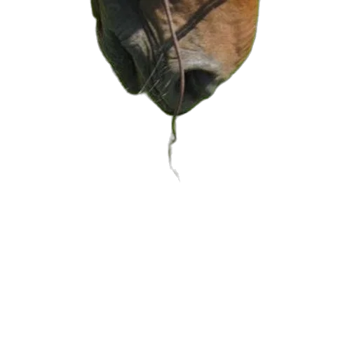 umbrella, tree, flower, mask transparent PNG cut-out