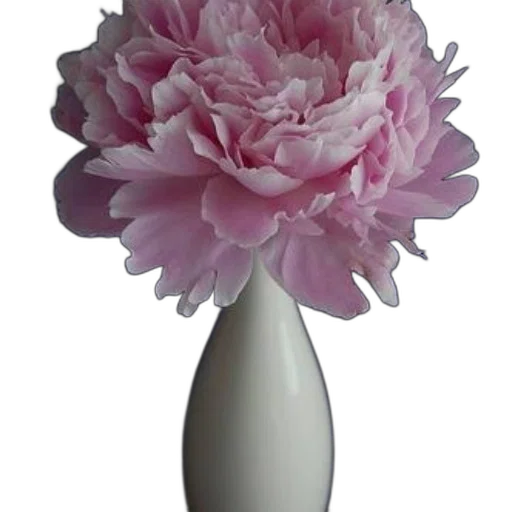 flower, crown, staff, jewelry transparent PNG cut-out