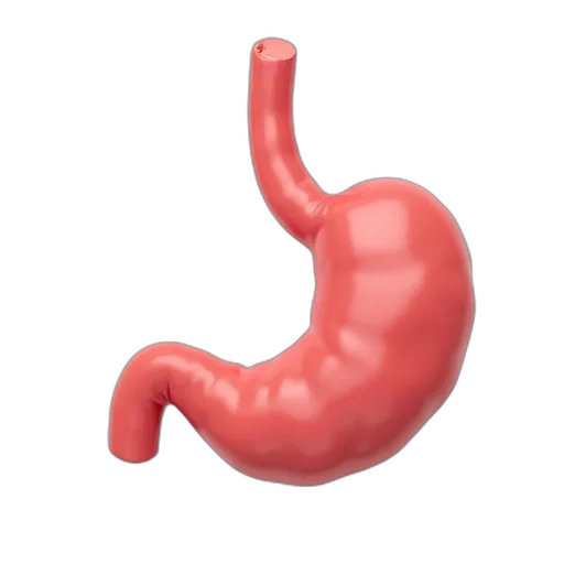 food, animal, 3d render, stomach transparent PNG cut-out