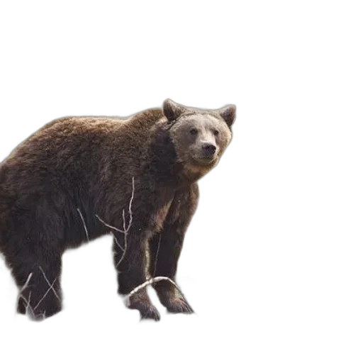 animal, creature, staff, concept art transparent PNG cut-out