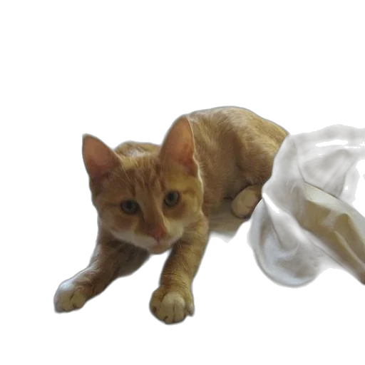 animal, dress, creature, staff transparent PNG cut-out