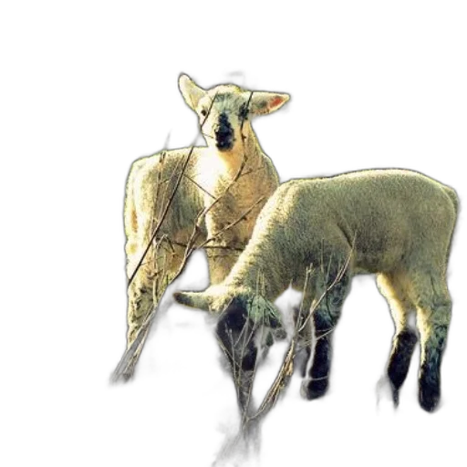 animal, staff, weapon, creature transparent PNG cut-out