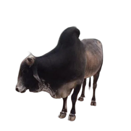 animal, creature, hair, hat transparent PNG cut-out