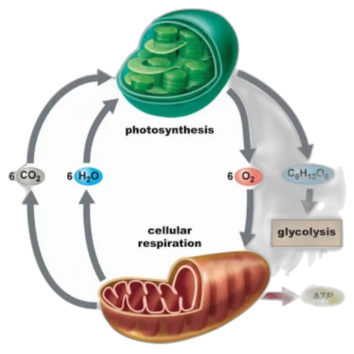 photorealistic, diagram, illustrating, process transparent PNG cut-out