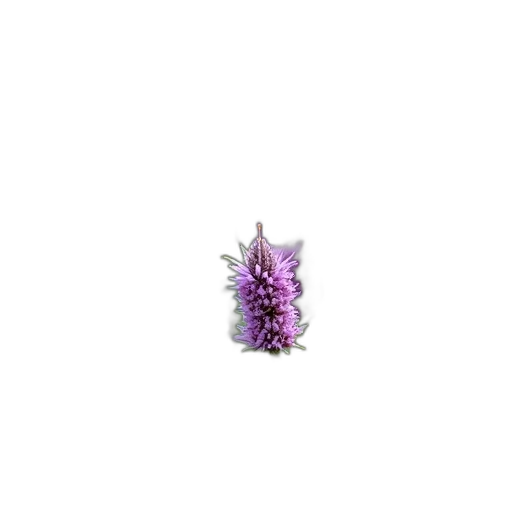 flower, crown, jewelry, animal transparent PNG cut-out