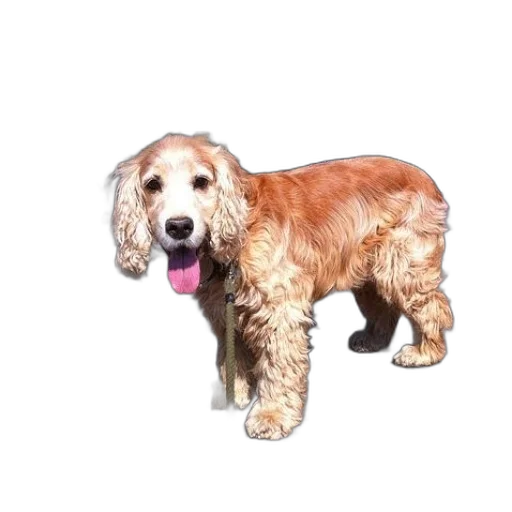 animal, creature, hair, staff transparent PNG cut-out