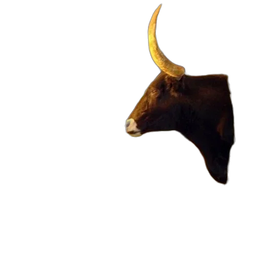 animal, mask, staff, crown transparent PNG cut-out
