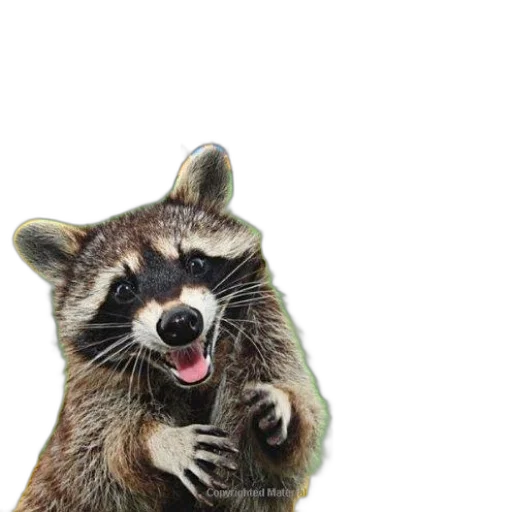 animal, creature, jacket, food transparent PNG cut-out