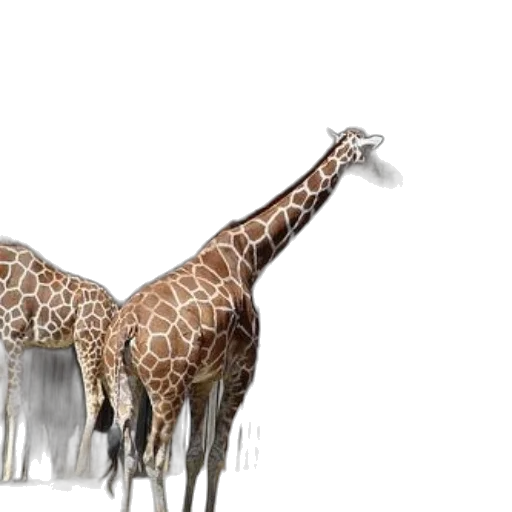 animal, creature, 3d render, concept art transparent PNG cut-out