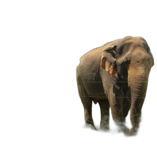 animal, creature, face, weapon transparent PNG cut-out