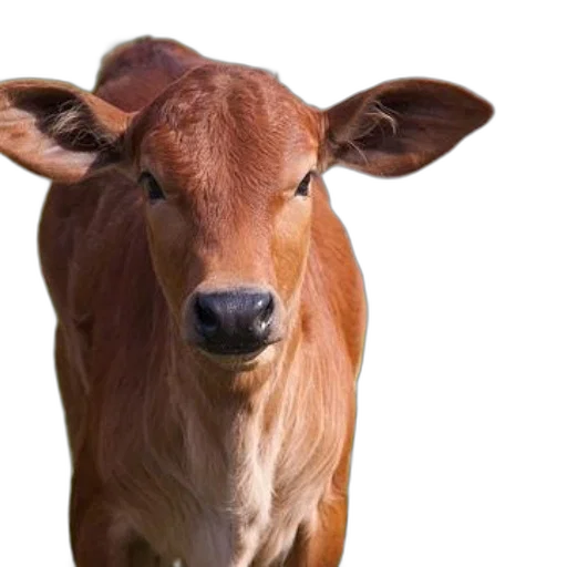 animal, face, mask, creature transparent PNG cut-out
