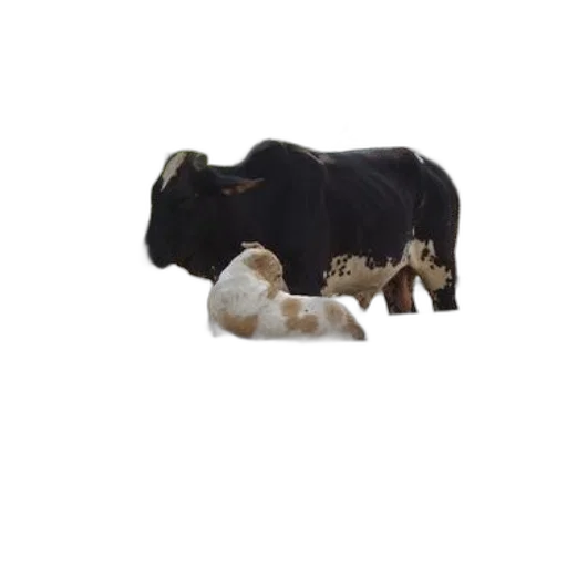 animal, food, 3d render, cow transparent PNG cut-out