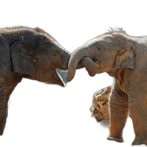 animal, photorealistic, two, baby transparent PNG cut-out