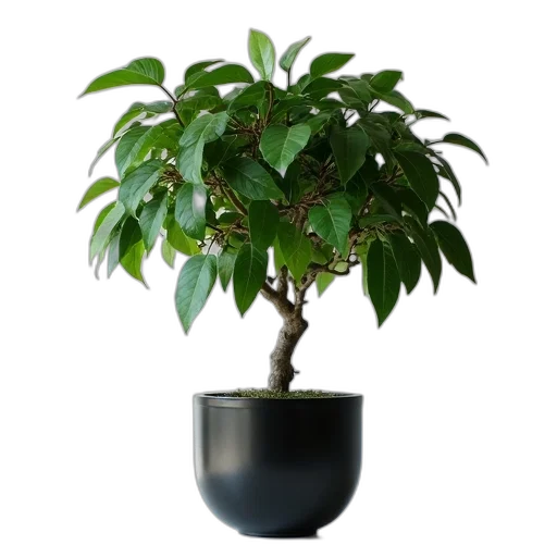 tree, crown, photorealistic, 3d render transparent PNG cut-out