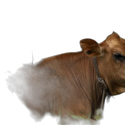animal, creature, food, face transparent PNG cut-out