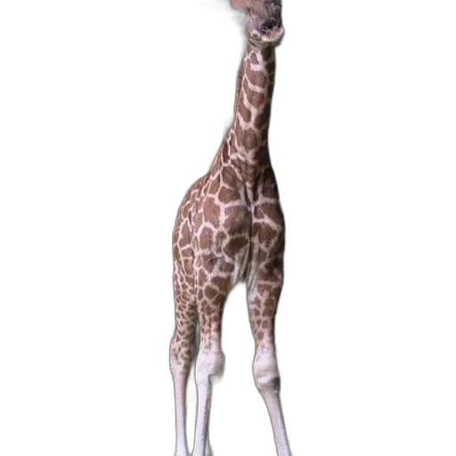 animal, creature, staff, weapon transparent PNG cut-out