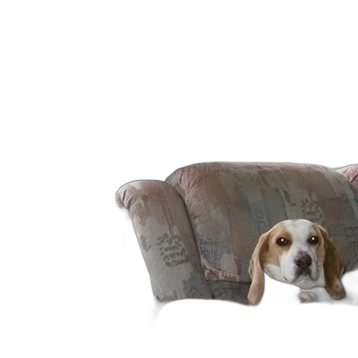 furniture, animal, creature, 3d render transparent PNG cut-out