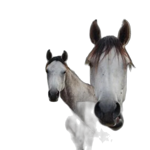 animal, staff, photorealistic, 3d render transparent PNG cut-out