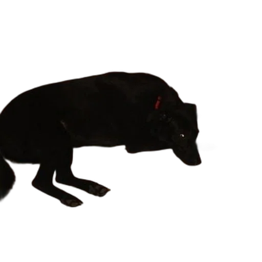 animal, creature, staff, dragon transparent PNG cut-out