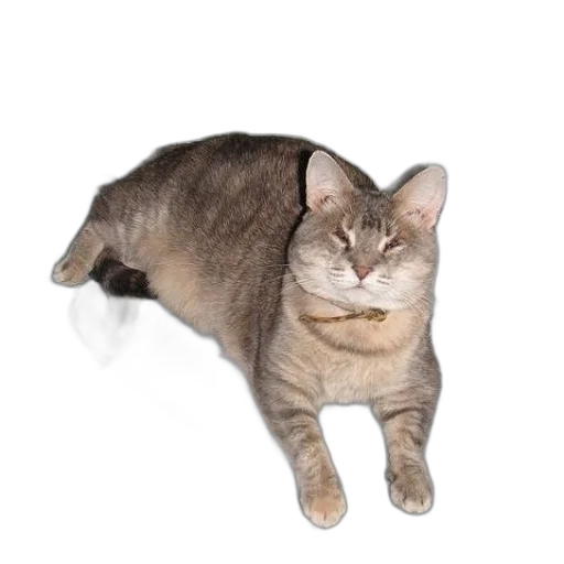 animal, creature, staff, hat transparent PNG cut-out